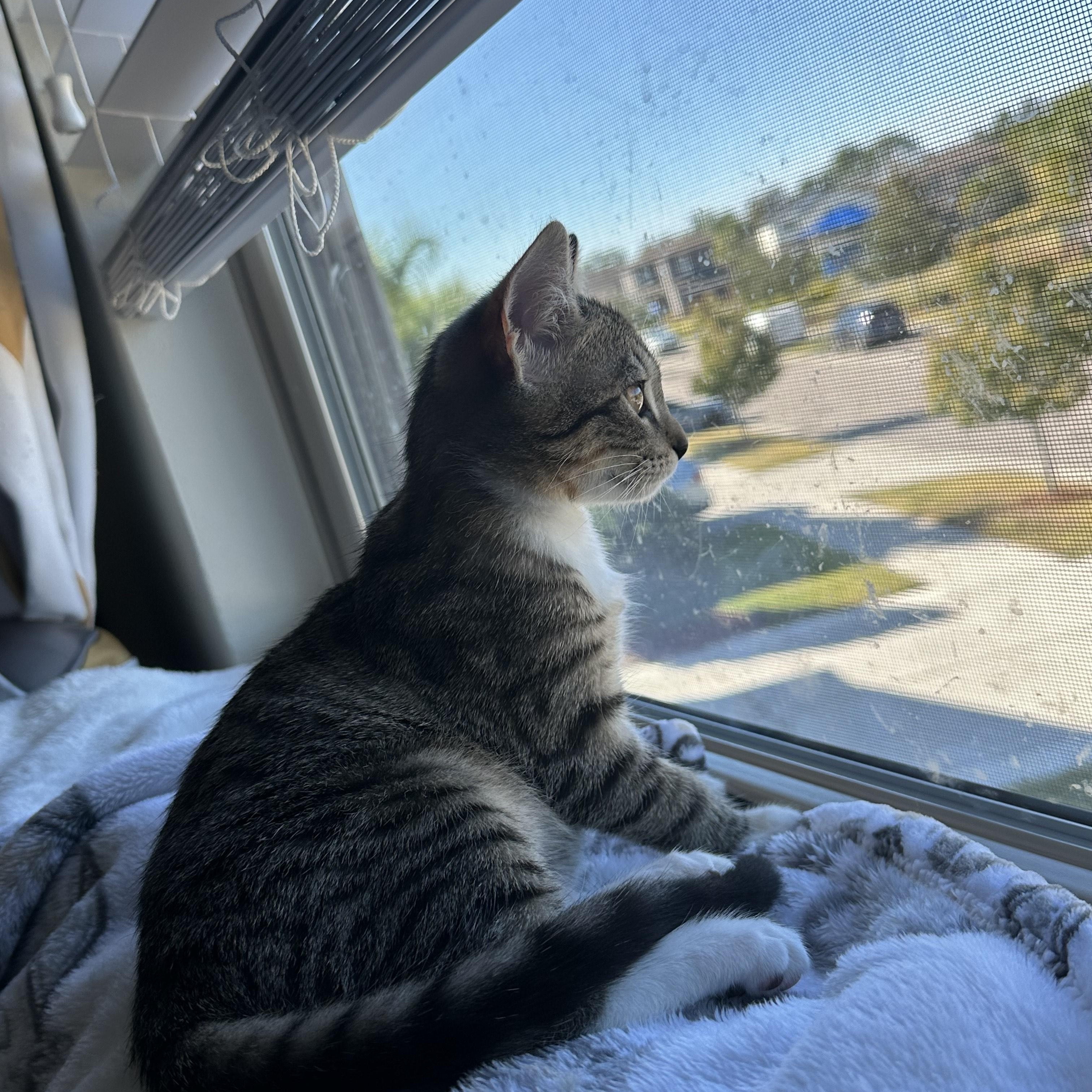 Enlarge Cinnamon, an adopted Tabby in Wimauma, FL image 3/6