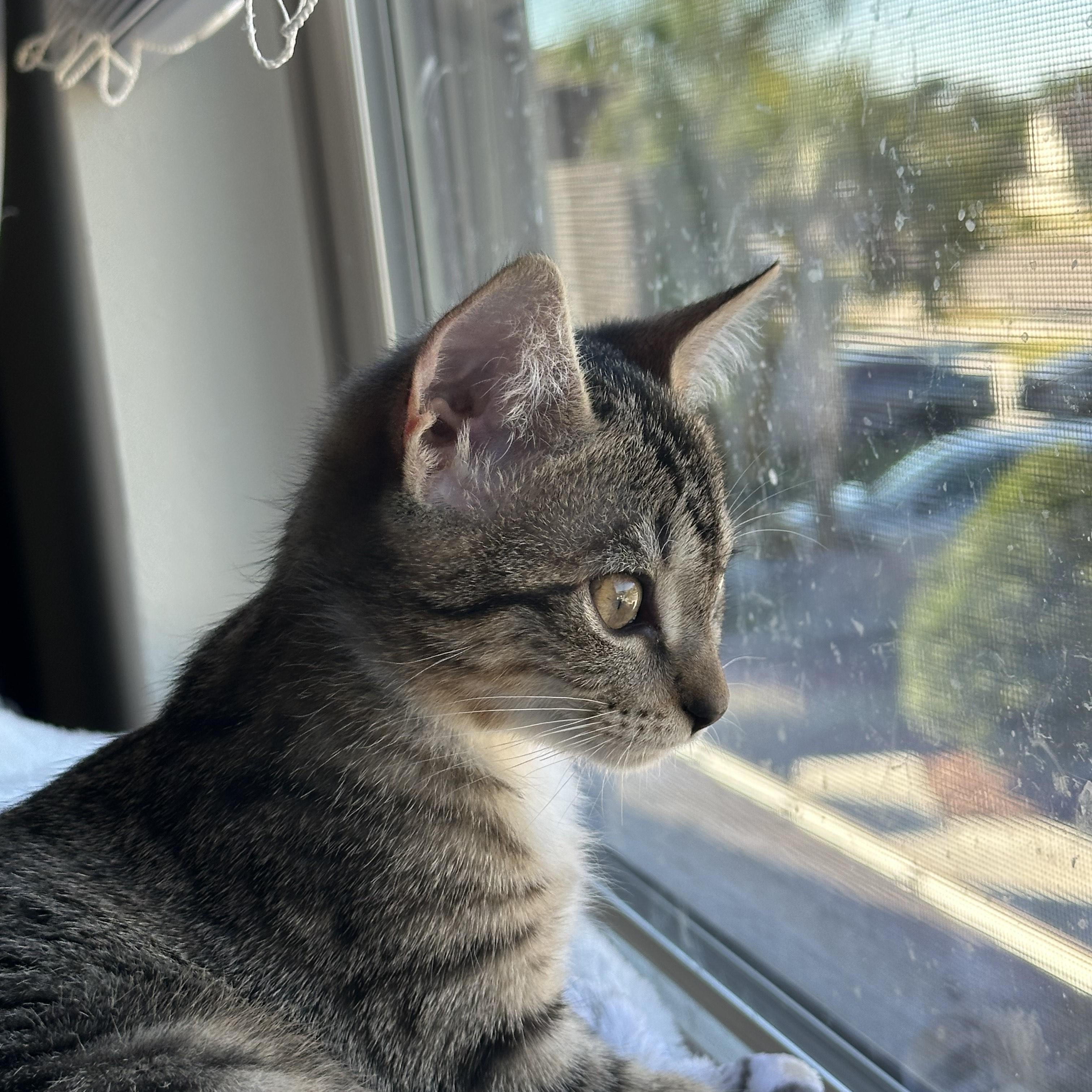 Enlarge Cinnamon, an adopted Tabby in Wimauma, FL image 4/6