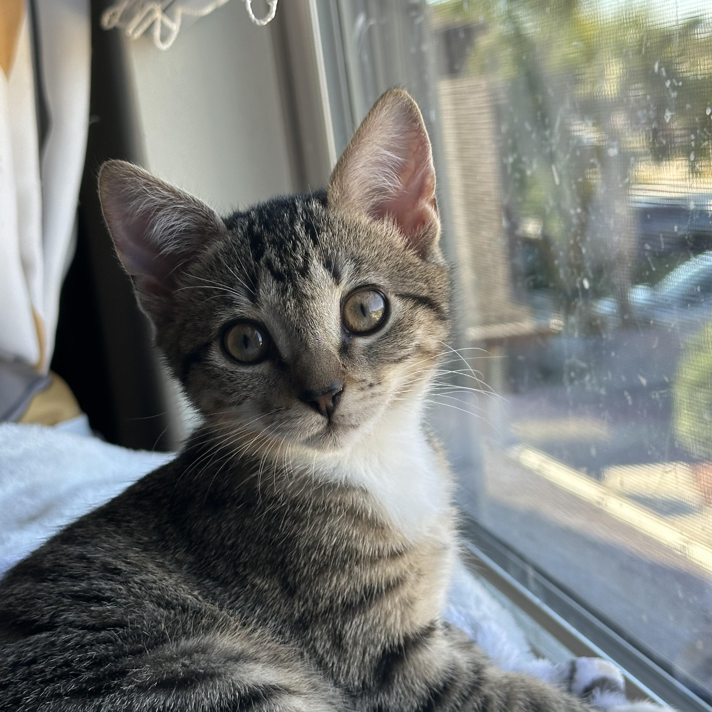 Cinnamon, adopted, Kitten Female Tabby.