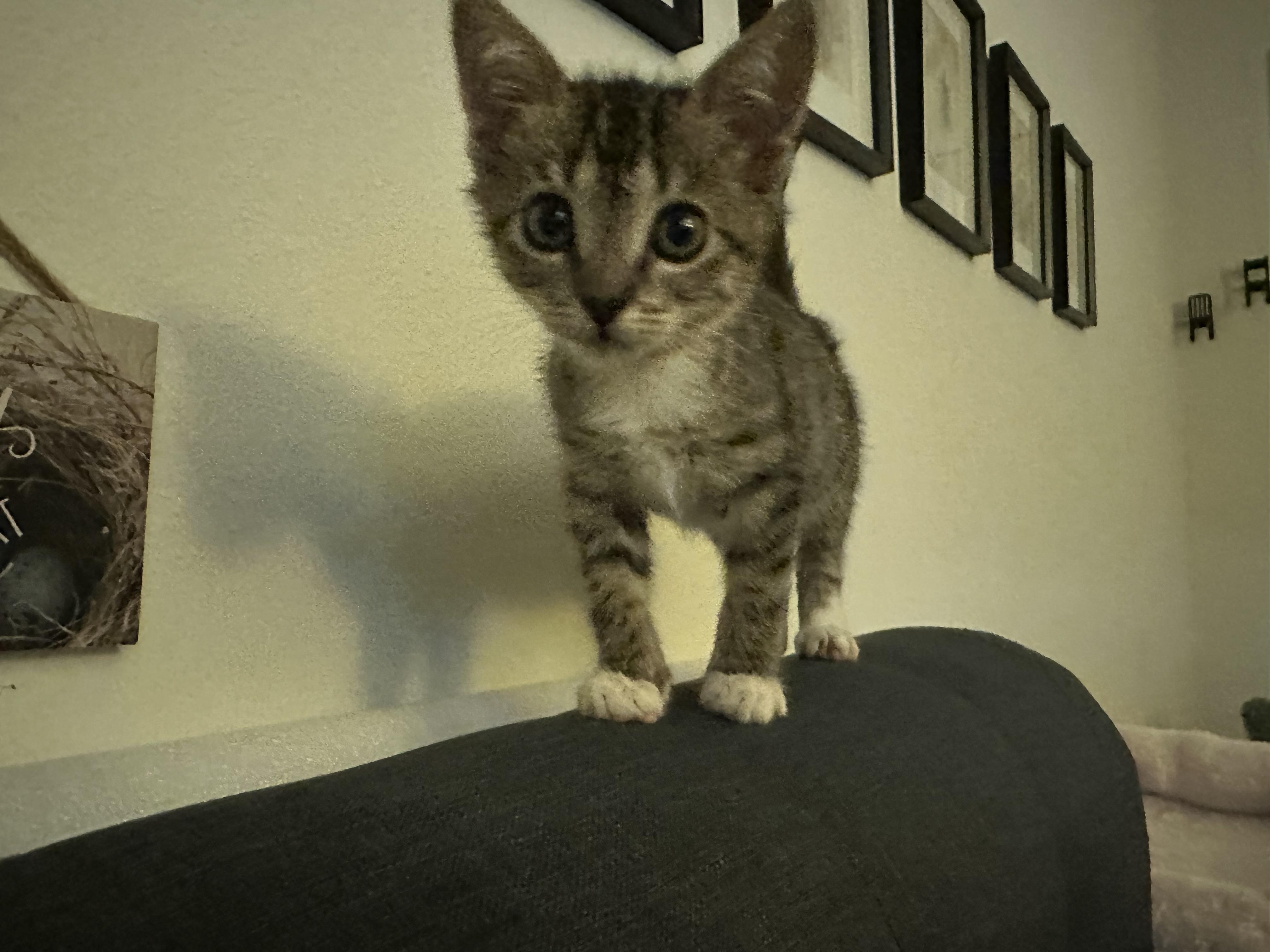 Enlarge Cinnamon, an adopted Tabby in Wimauma, FL image 2/6