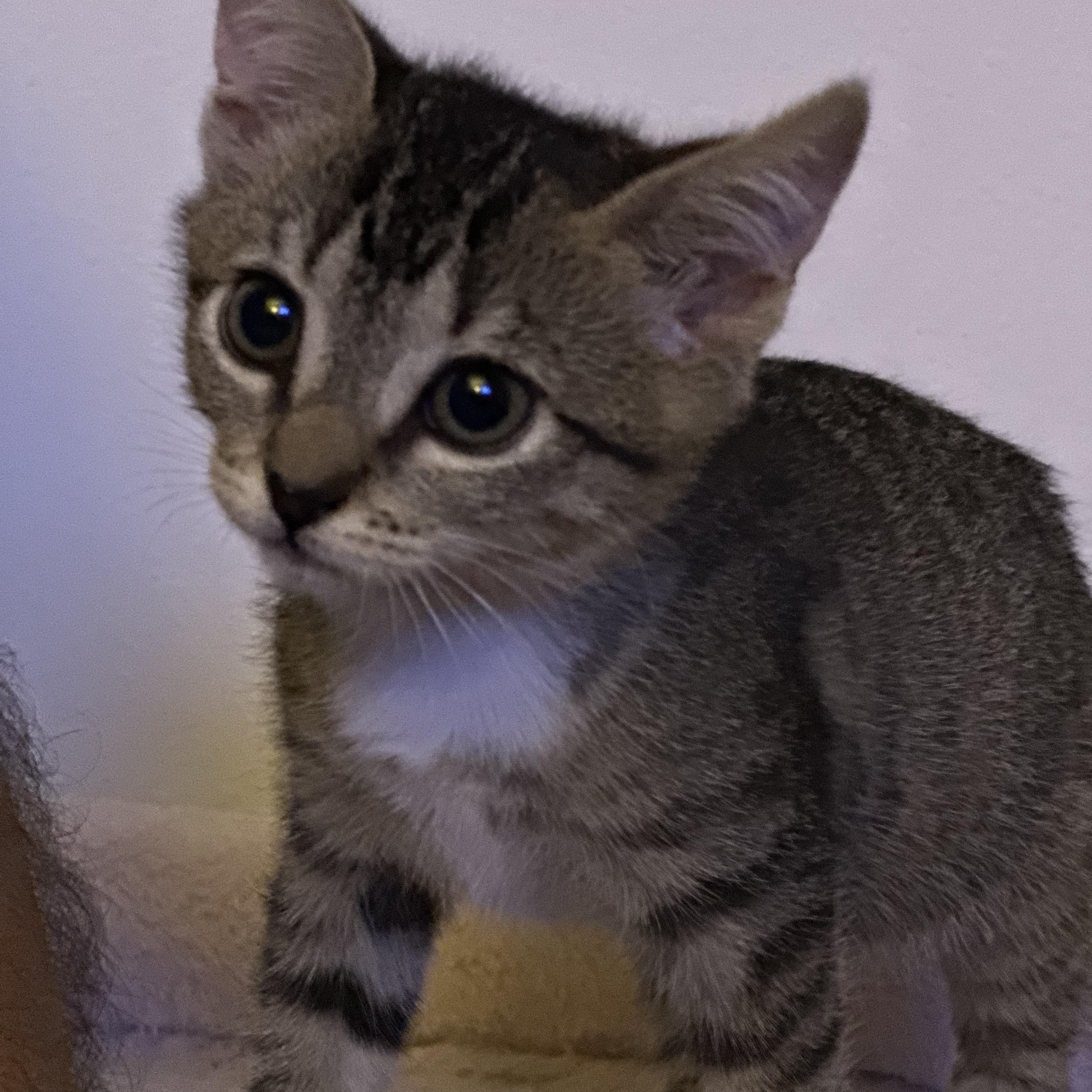 Enlarge Cinnamon, an adopted Tabby in Wimauma, FL image 6/6