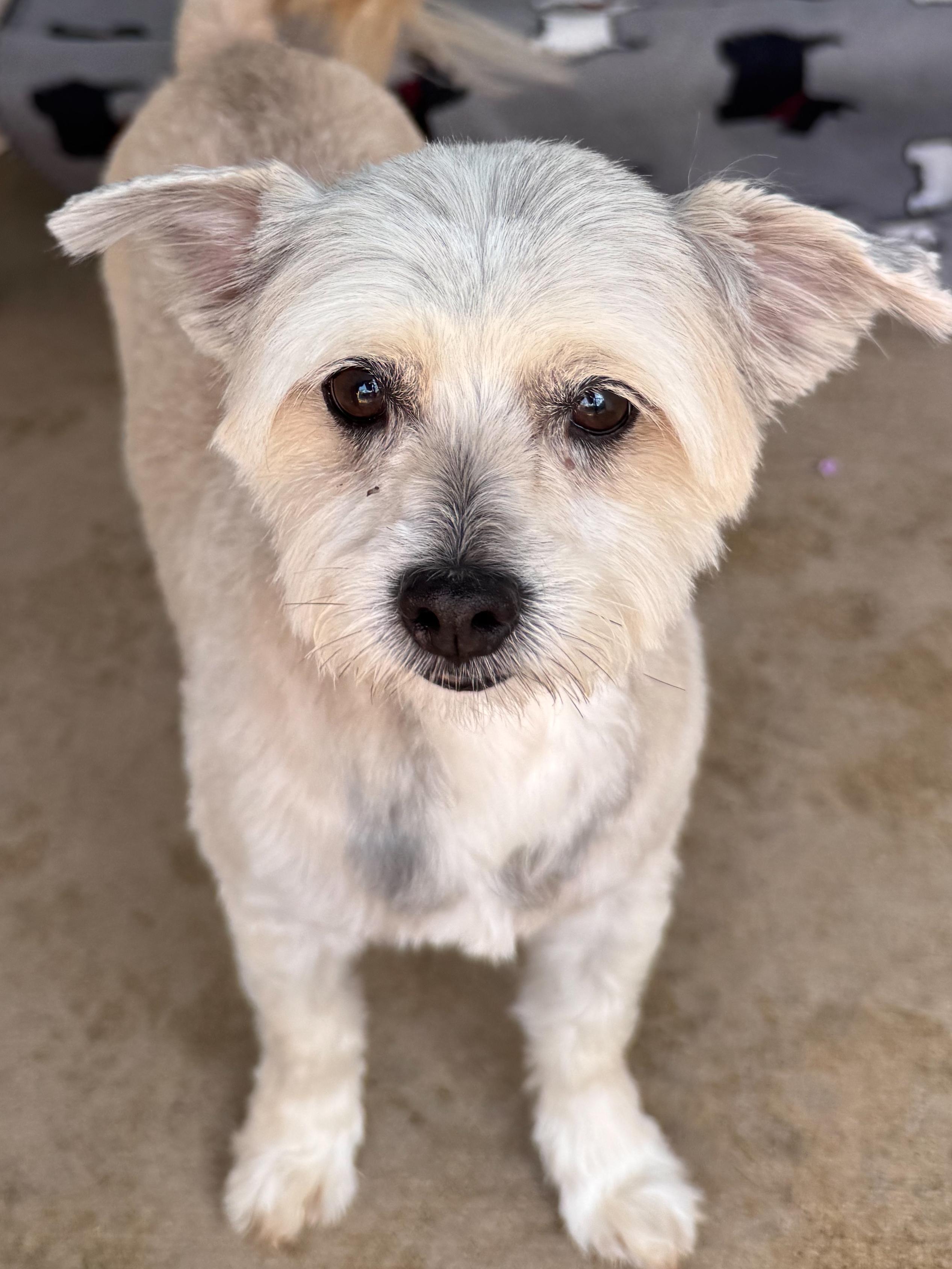 Enlarge ZOE, a Adoptable mixed breed in Fresno, CA image 2/3