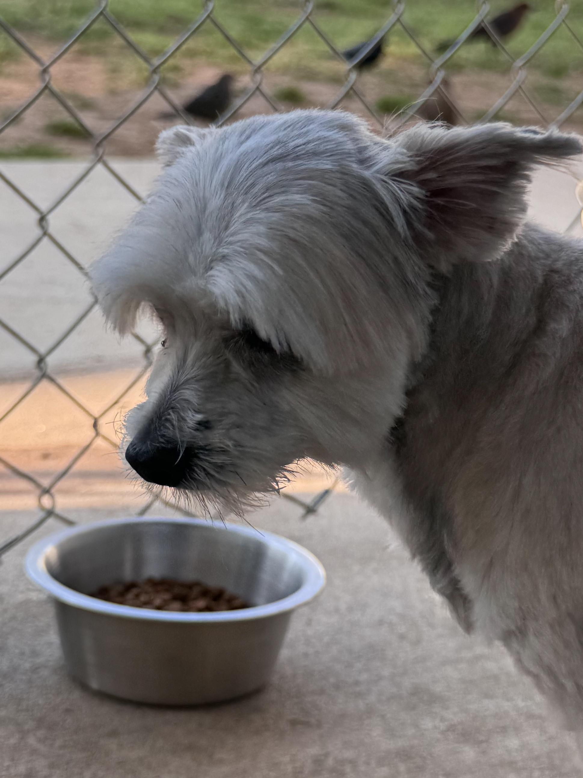 Enlarge ZOE, a Adoptable mixed breed in Fresno, CA image 3/3