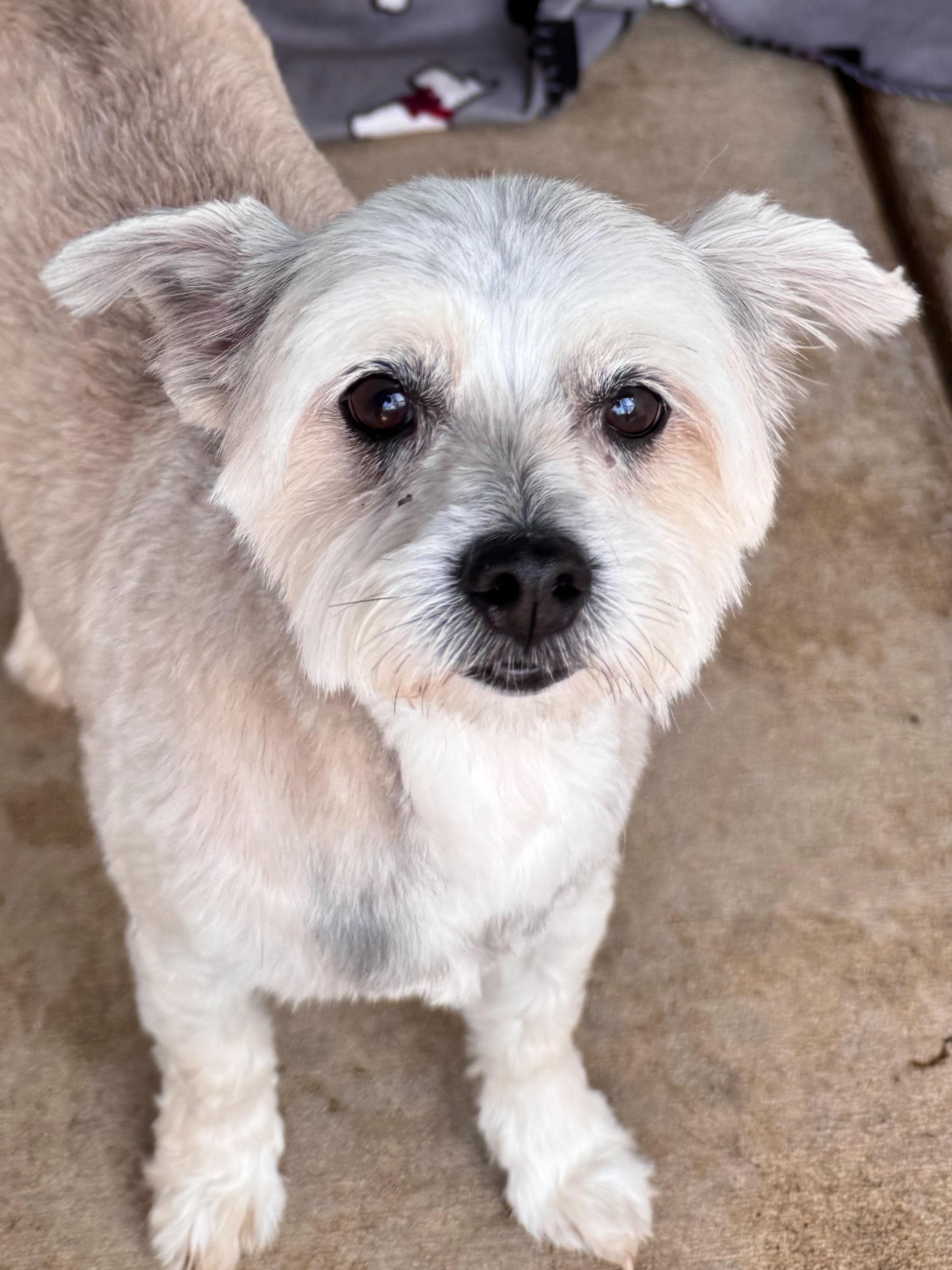 ZOE, Adoptable, Senior Female Shih Tzu.