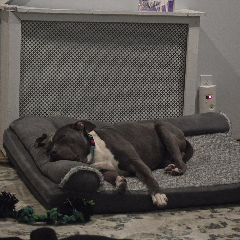 Gustavo, Adoptable, Adult Male Pit Bull Terrier.