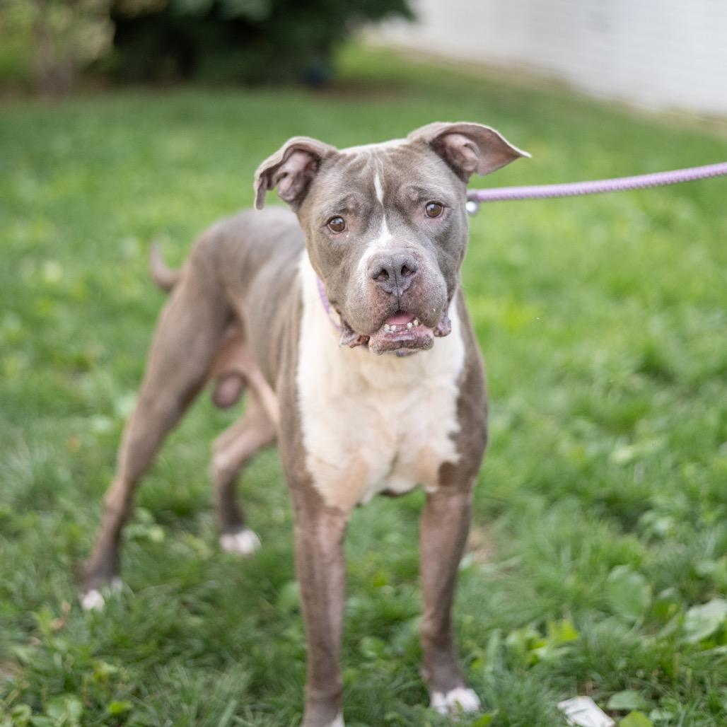 Gustavo, Adoptable, Adult Male Pit Bull Terrier.