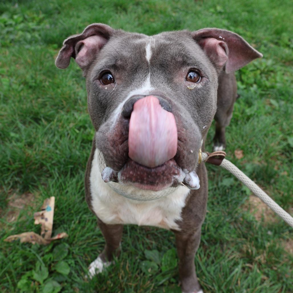 Enlarge Gustavo, a Adoptable Pit Bull Terrier in Newark, NJ image 2/6