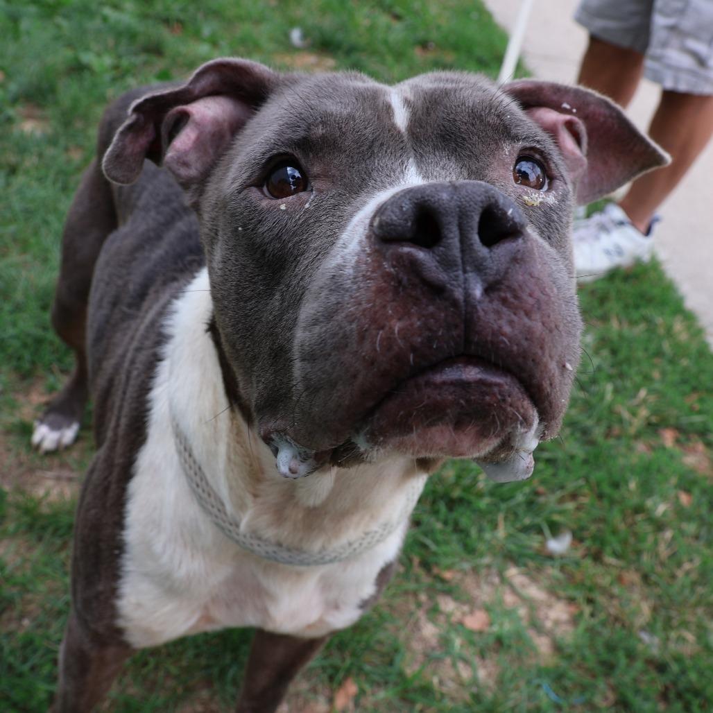 Enlarge Gustavo, a Adoptable Pit Bull Terrier in Newark, NJ image 3/6