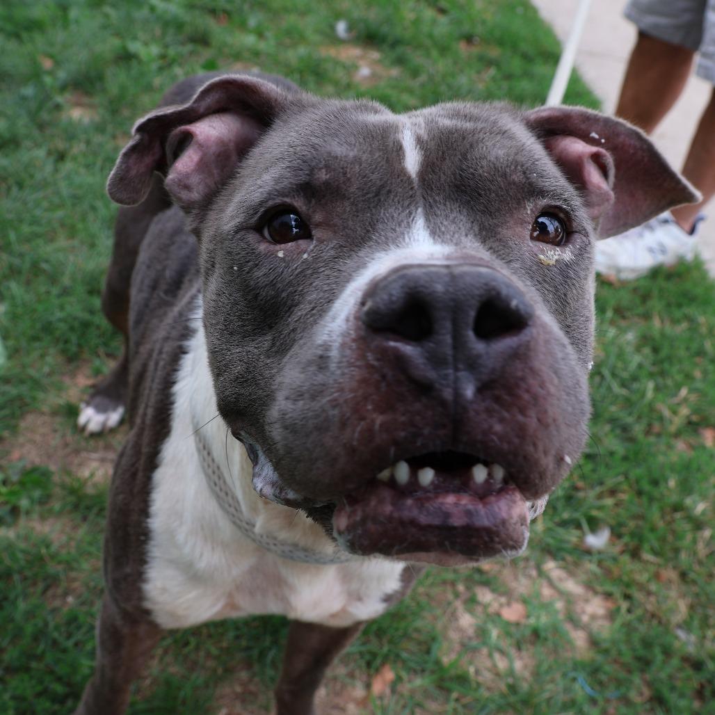 Enlarge Gustavo, a Adoptable Pit Bull Terrier in Newark, NJ image 4/6