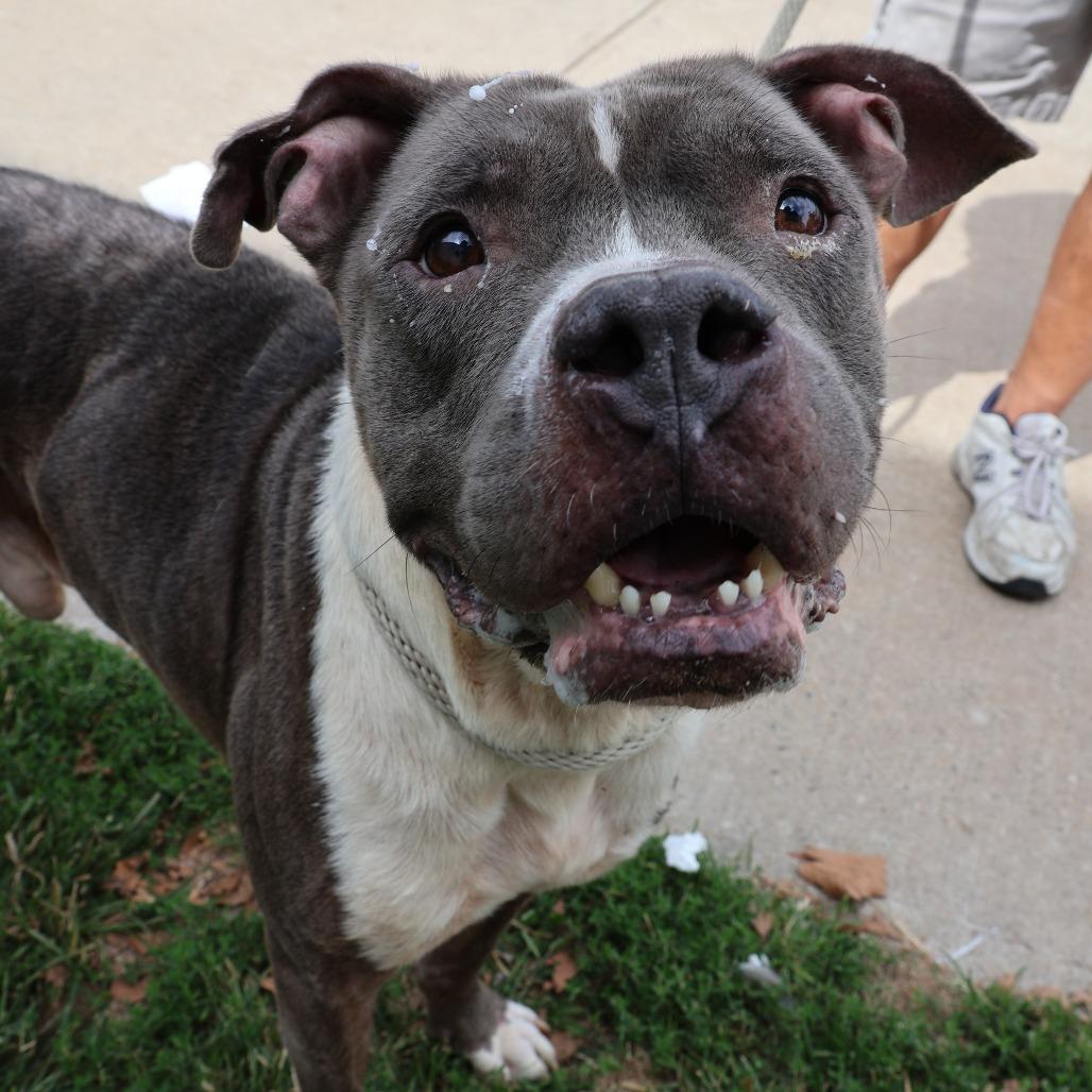 Enlarge Gustavo, a Adoptable Pit Bull Terrier in Newark, NJ image 5/6