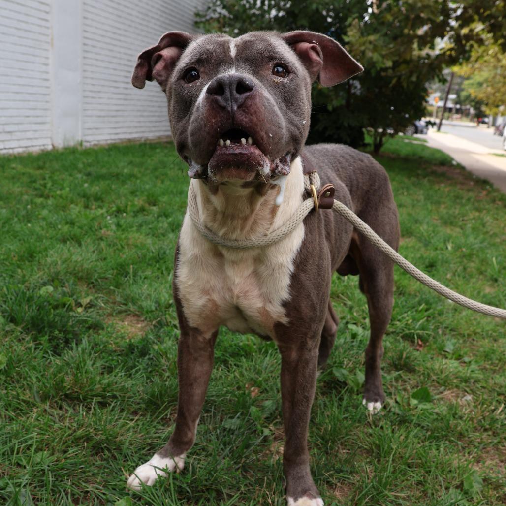 Enlarge Gustavo, a Adoptable Pit Bull Terrier in Newark, NJ image 6/6