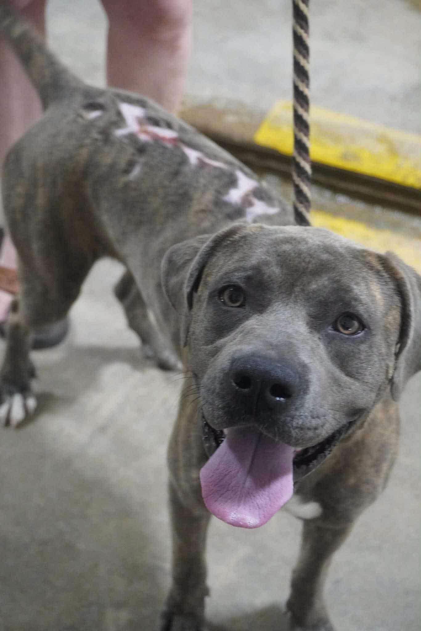 Enlarge Rufus, a Adoptable mixed breed in Seward, NE image 2/4