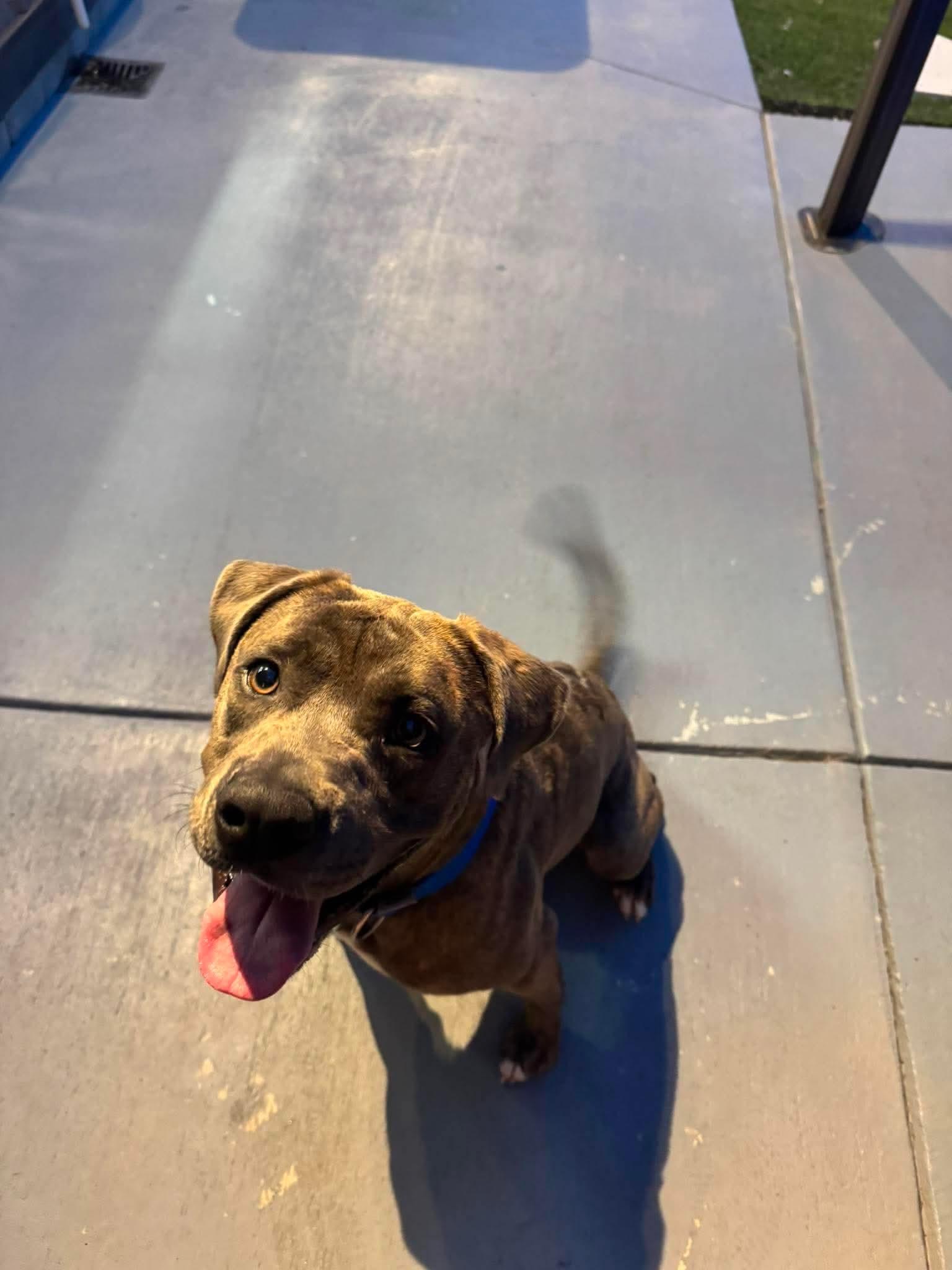 Rufus, ADOPTABLE, Young Male Pit Bull Terrier.