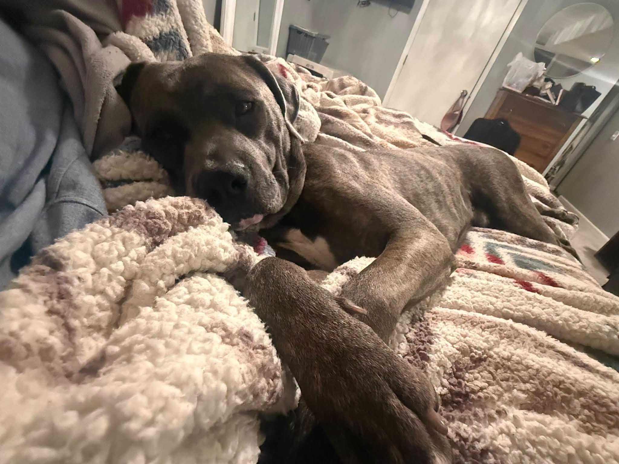Enlarge Rufus, a Adoptable mixed breed in Seward, NE image 3/4