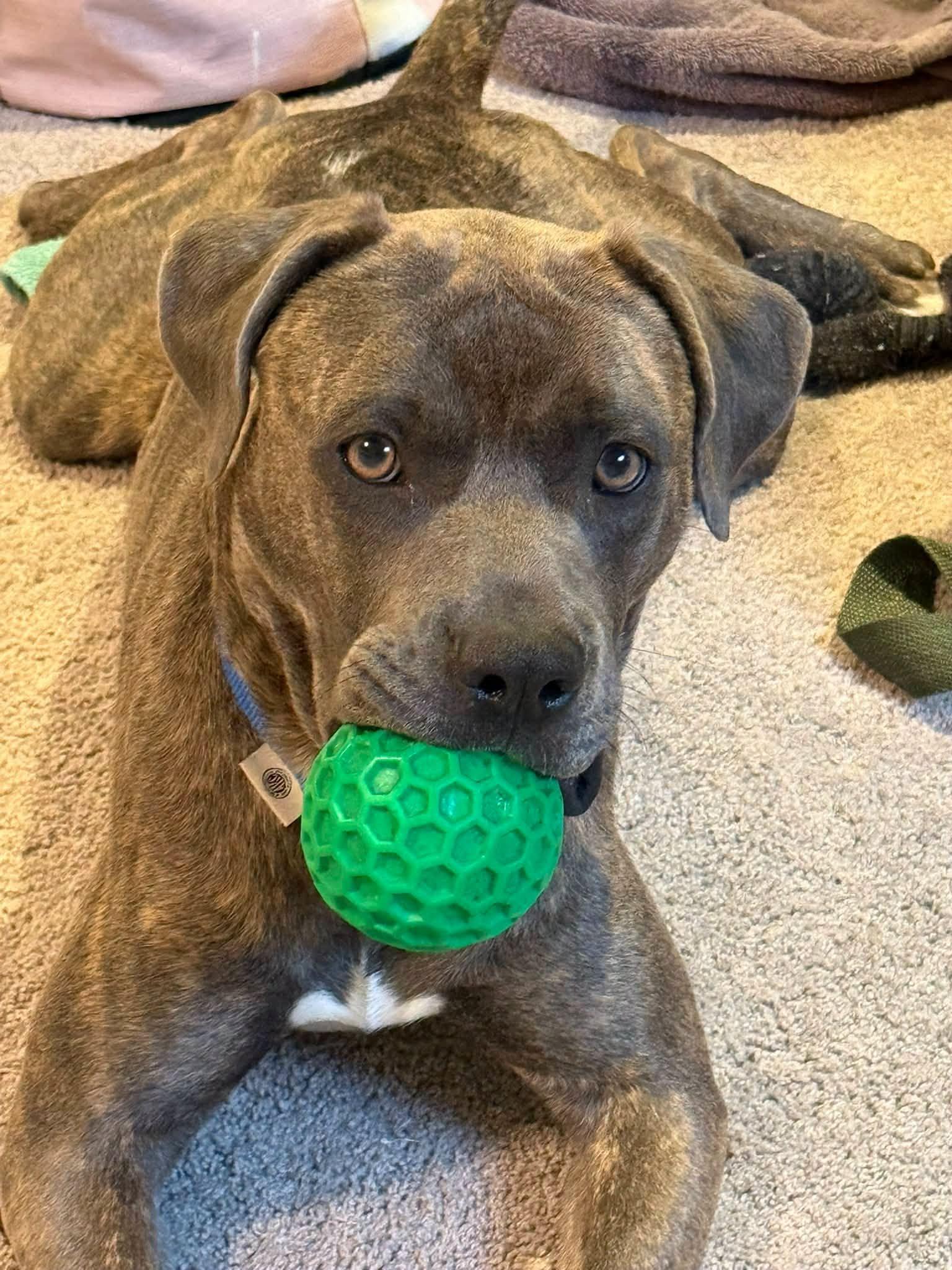 Rufus, Adoptable, Young Male Pit Bull Terrier.