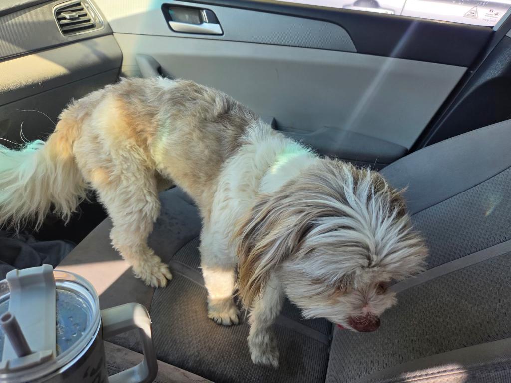 Flocko, an adopted mixed breed in Pocatello, ID image 6/6