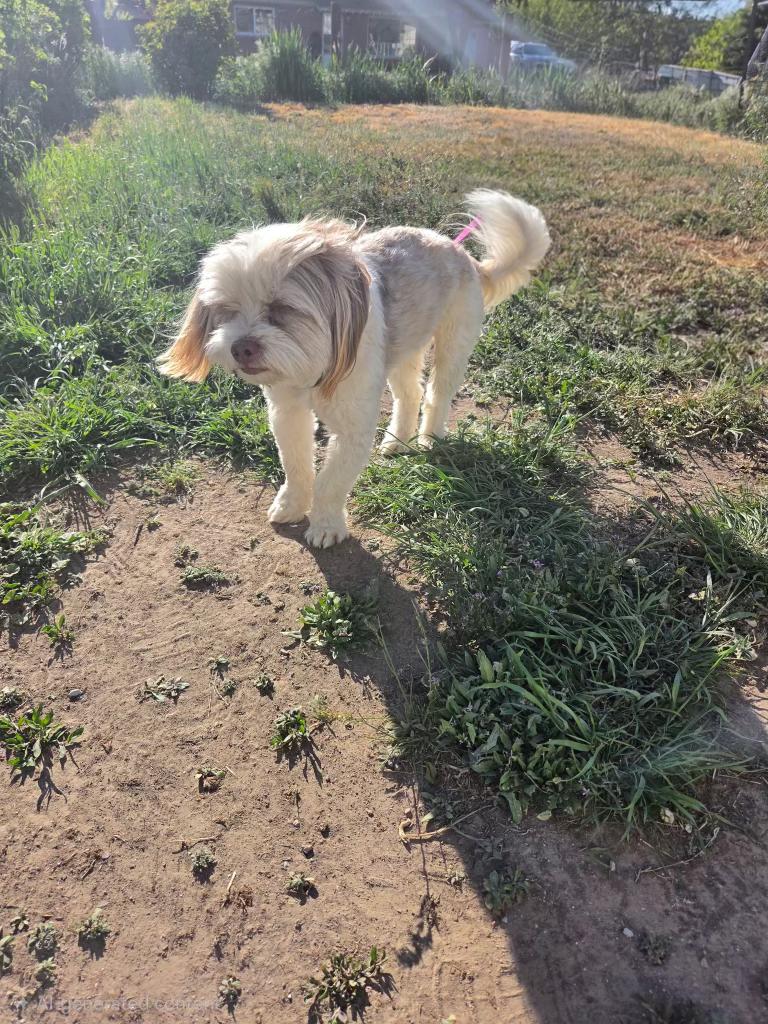 Flocko, an adopted mixed breed in Pocatello, ID image 2/6