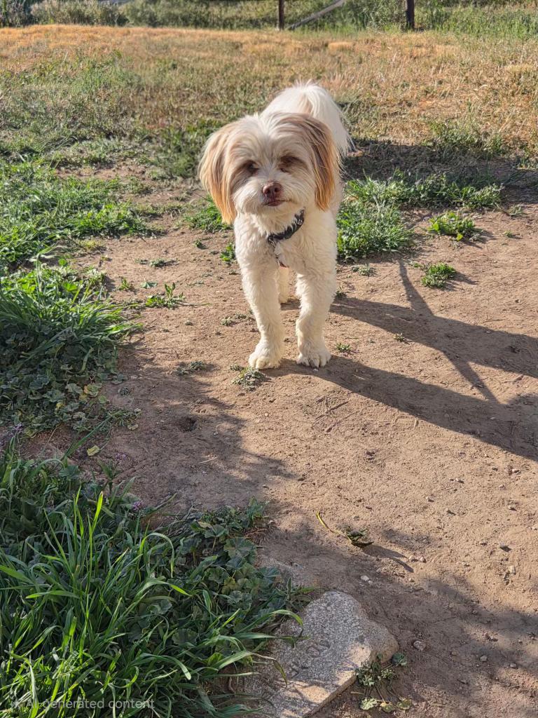 Flocko, an adopted mixed breed in Pocatello, ID image 4/6