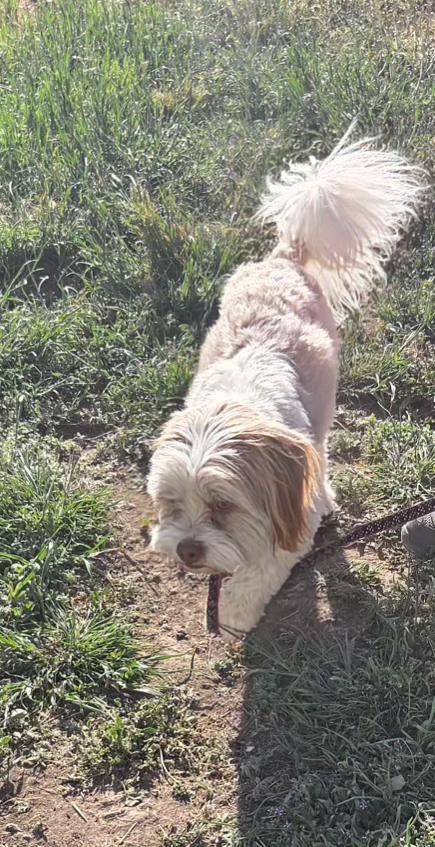Flocko, an adopted mixed breed in Pocatello, ID image 5/6