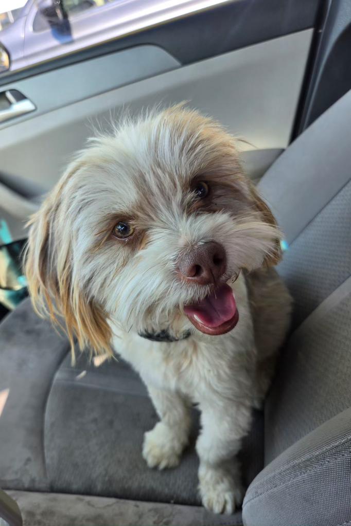 Flocko, an adopted mixed breed in Pocatello, ID image 1/6