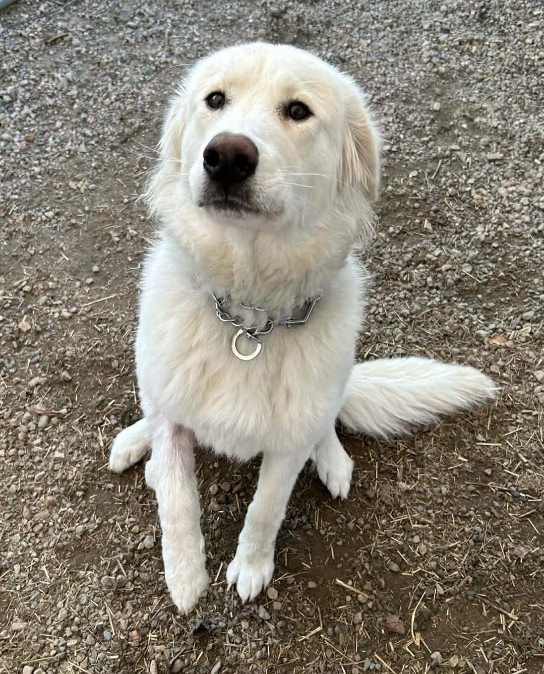 Goose, adopted, Young Female Great Pyrenees & Maremma Sheepdog.