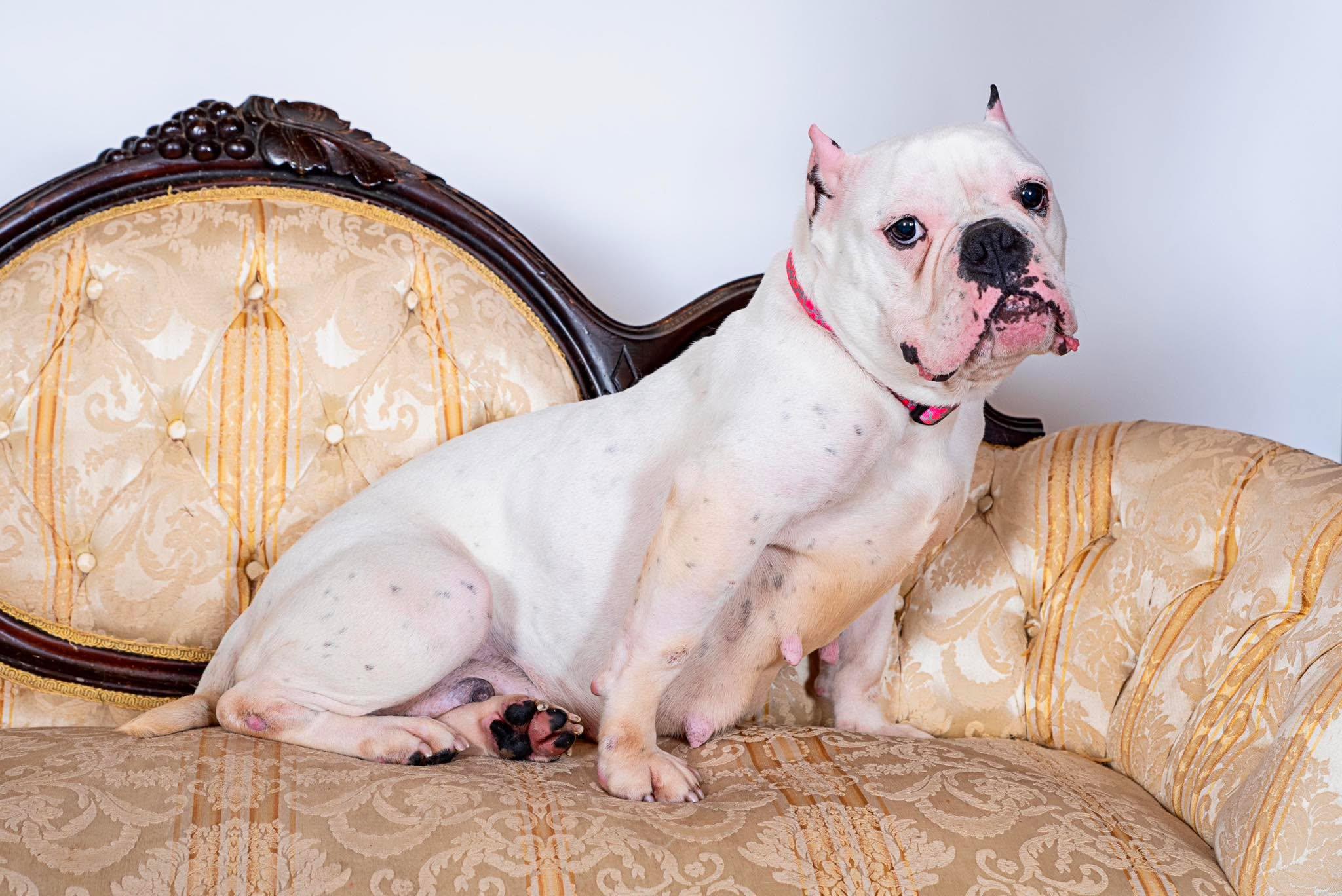 Enlarge Junie, a ADOPTABLE American Bully in Clay, NY image 3/5