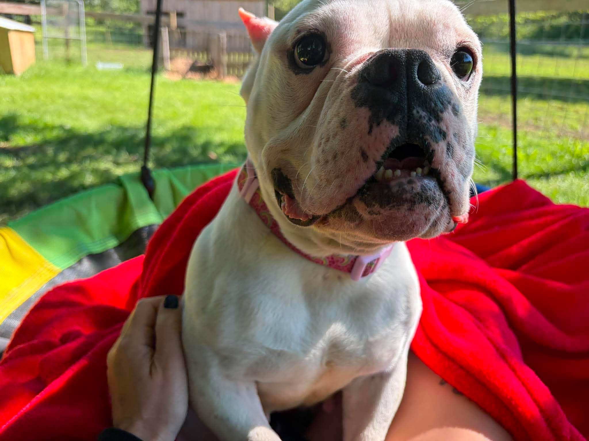 Junie, ADOPTABLE, Young Female American Bully.