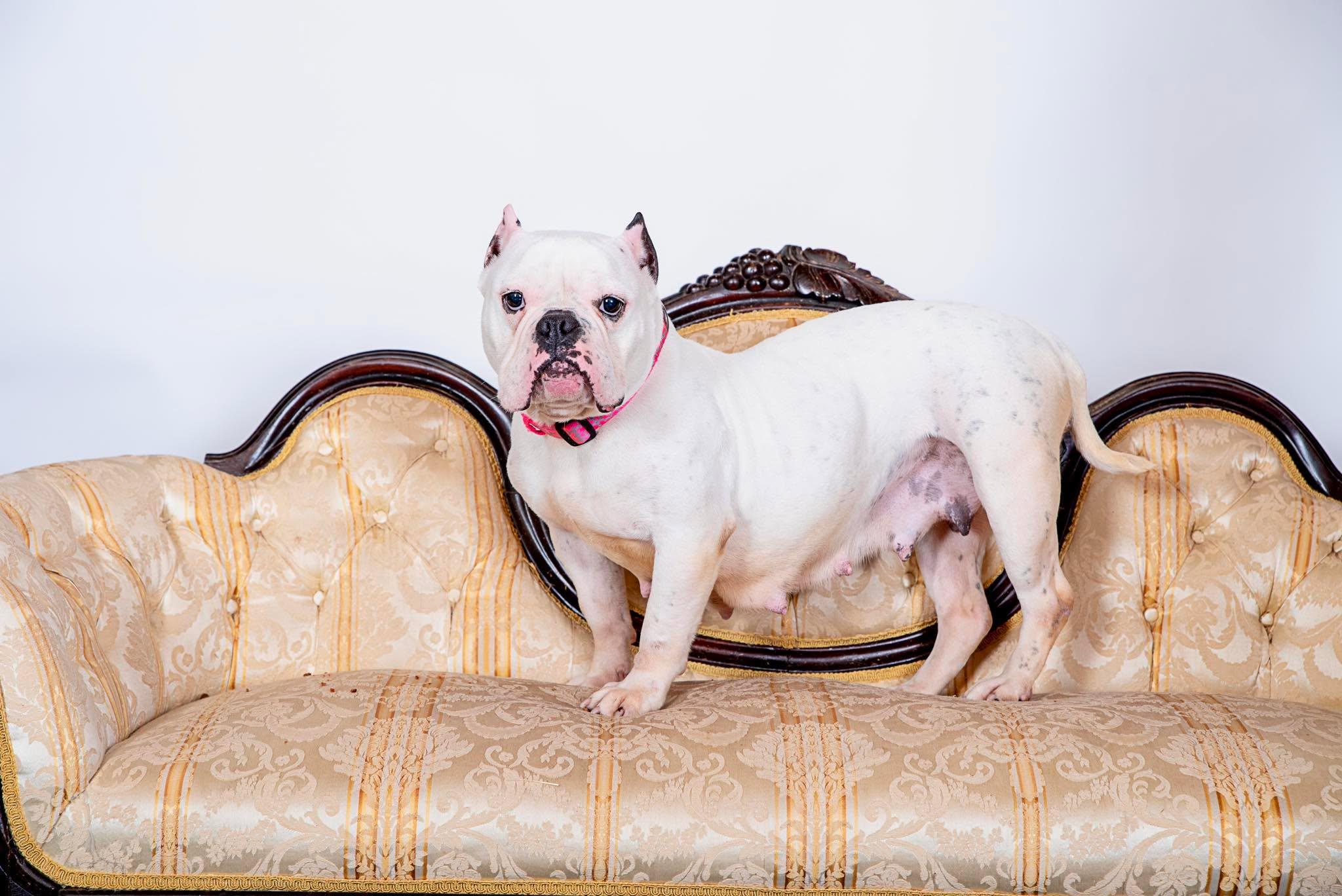 Enlarge Junie, a ADOPTABLE American Bully in Clay, NY image 4/5