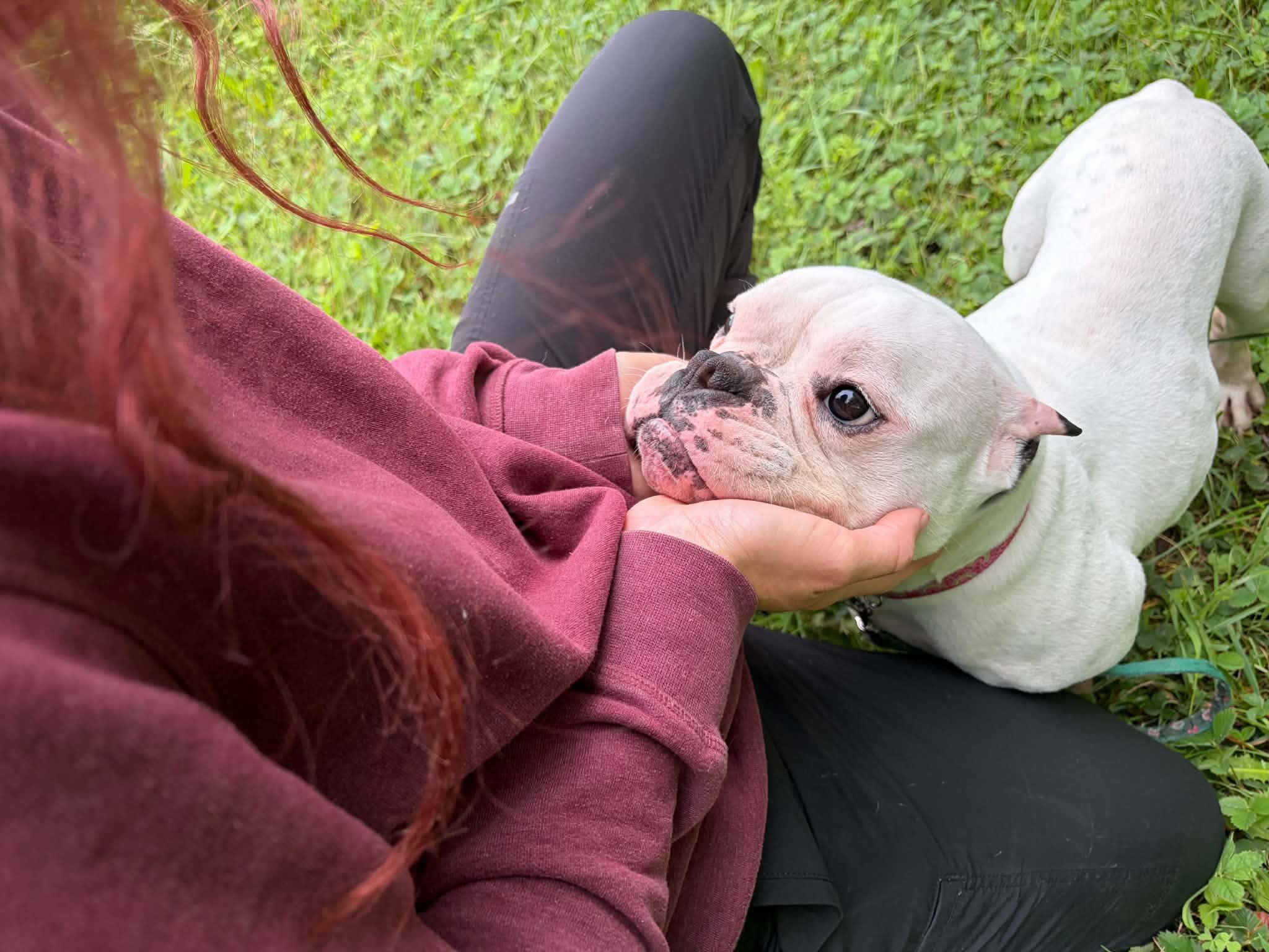Enlarge Junie, a ADOPTABLE American Bully in Clay, NY image 4/5