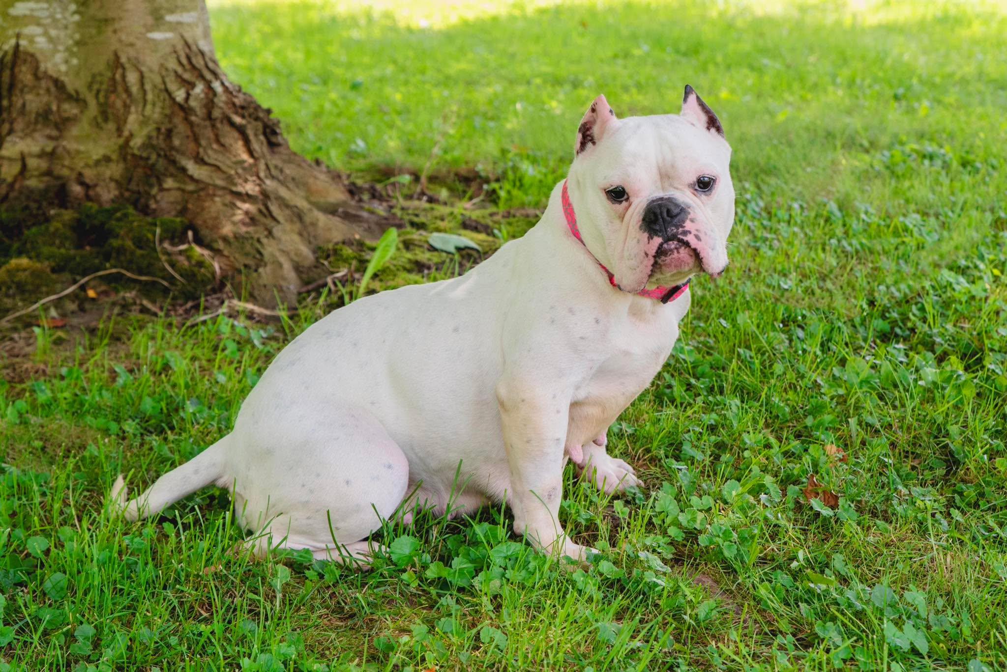 Junie, ADOPTABLE, Young Female American Bully.