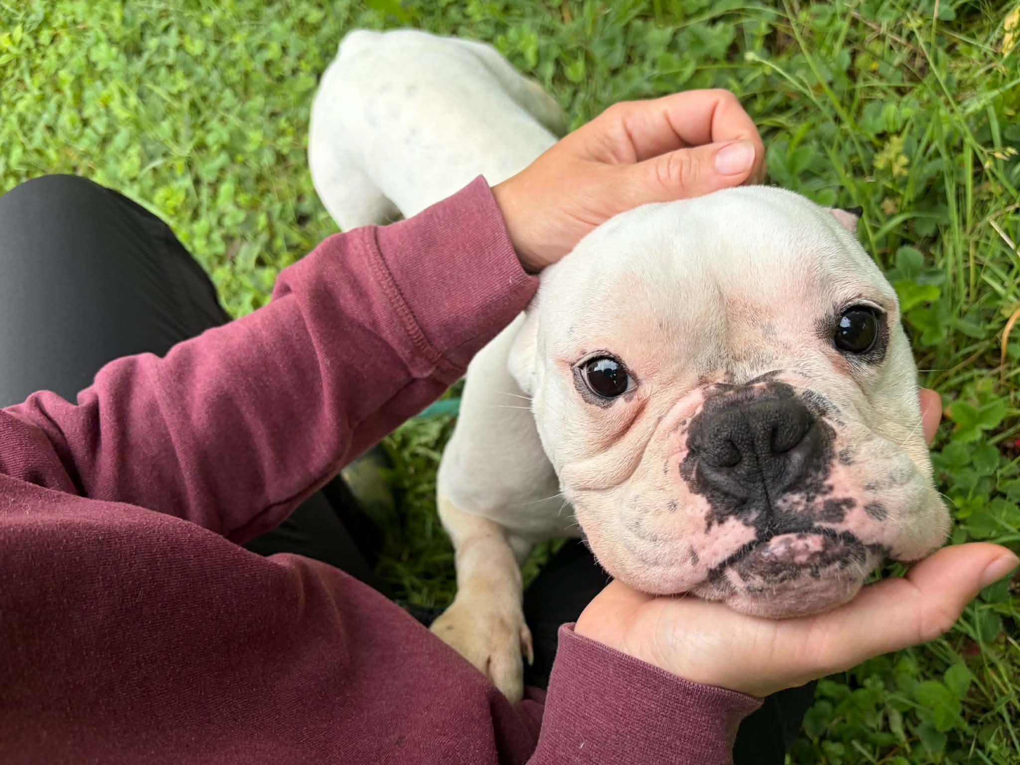 Enlarge Junie, a ADOPTABLE American Bully in Clay, NY image 3/5
