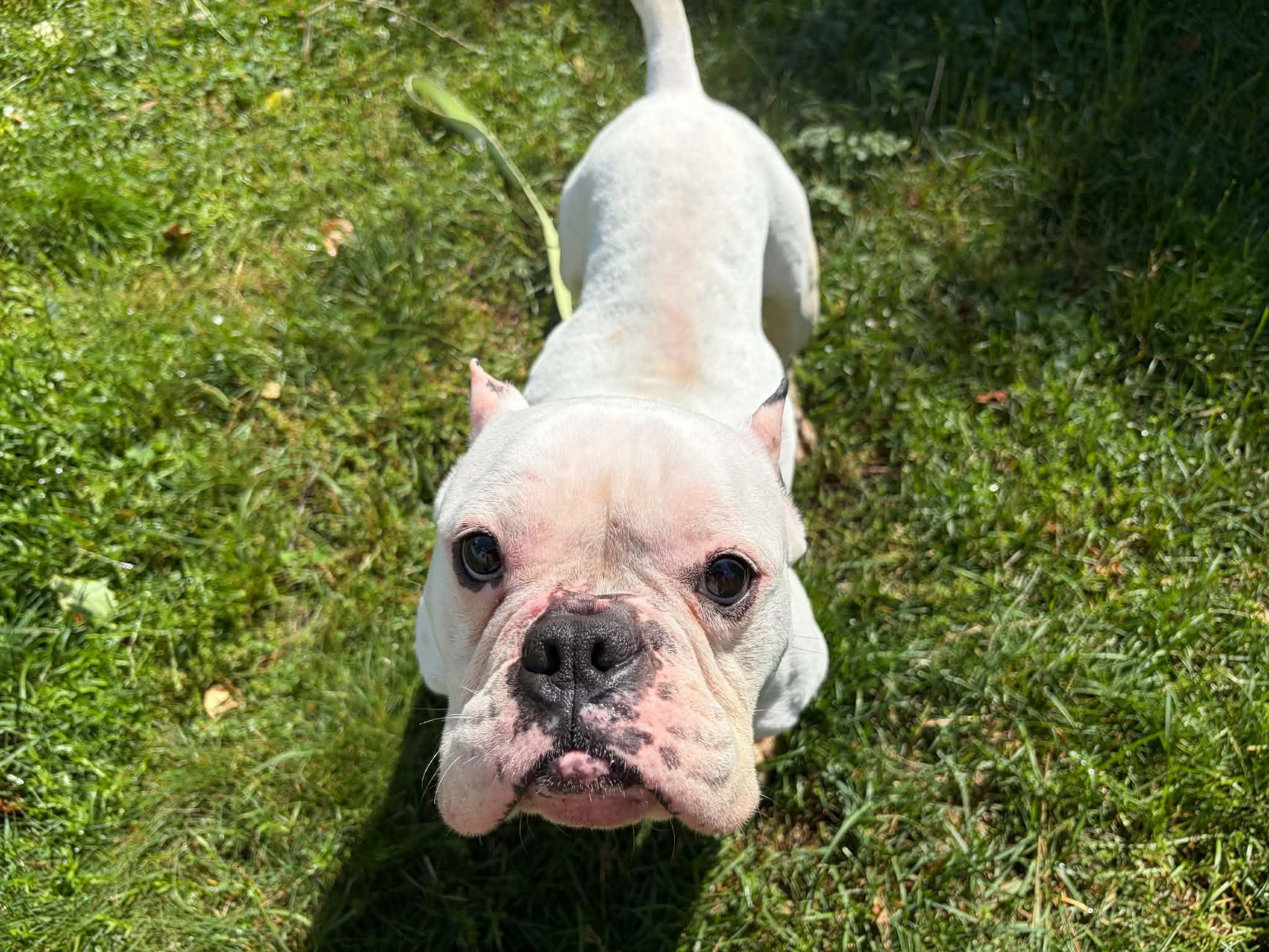 Enlarge Junie, a ADOPTABLE American Bully in Clay, NY image 5/5