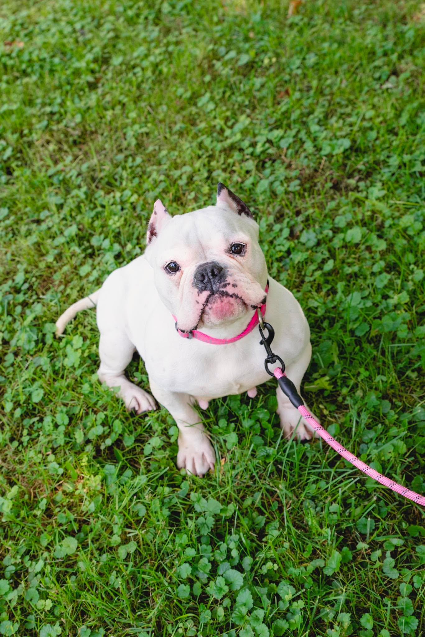 Enlarge Junie, a ADOPTABLE American Bully in Clay, NY image 5/5