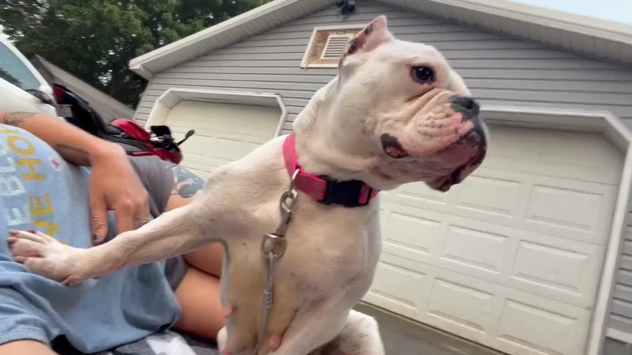 Enlarge Junie, a ADOPTABLE American Bully in Clay, NY video 2/5