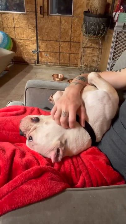 Enlarge Junie, a ADOPTABLE American Bully in Clay, NY video 2/5