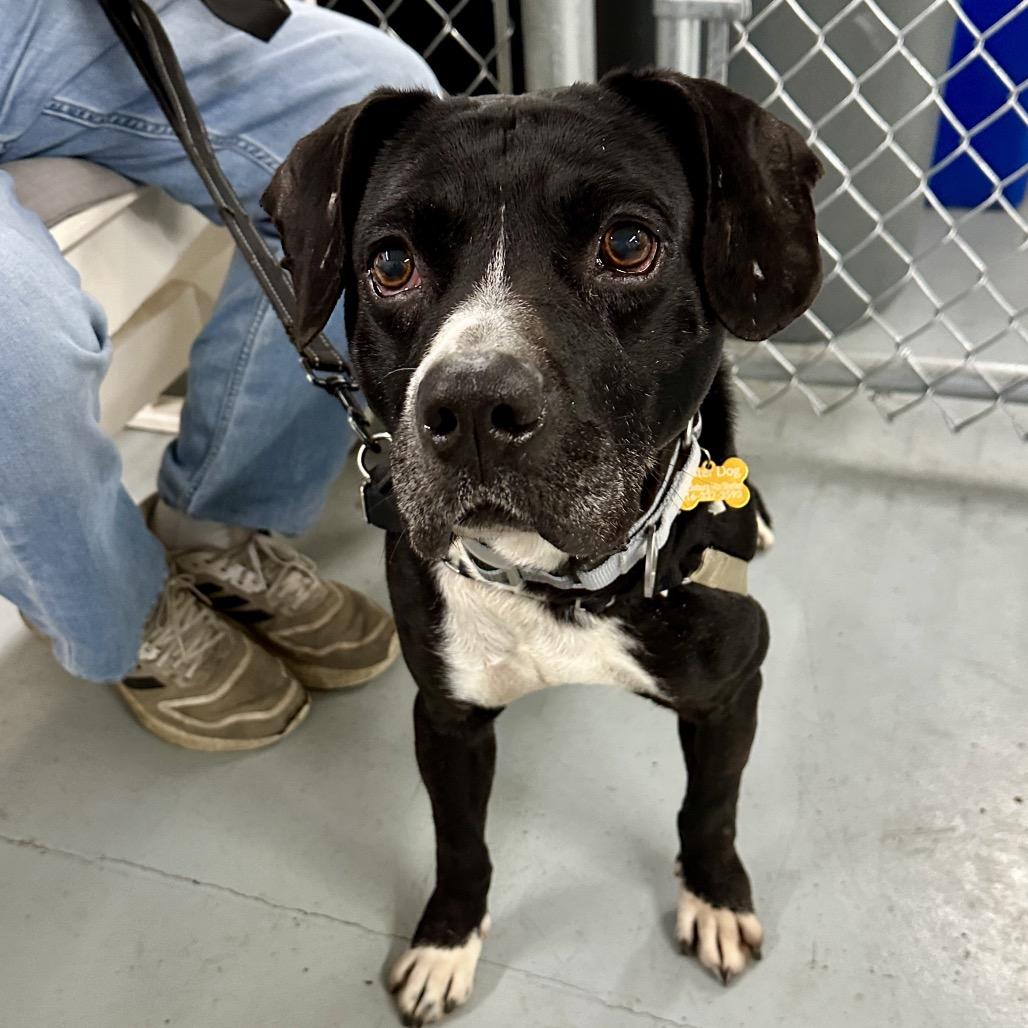 Jonah, Adoptable, Adult Male Terrier & Mixed Breed.