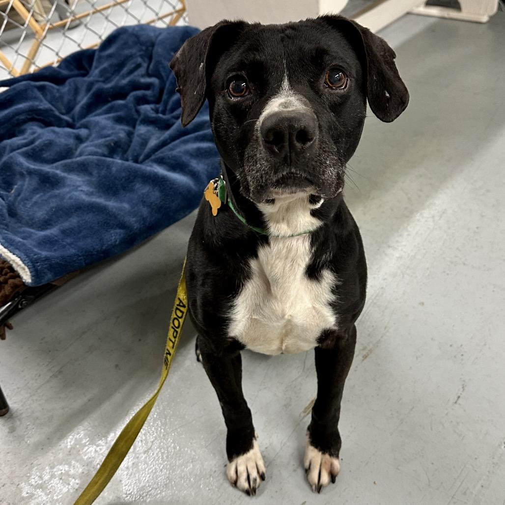 Enlarge Jonah, a Adoptable mixed breed in Middleburg Heights , OH image 2/6