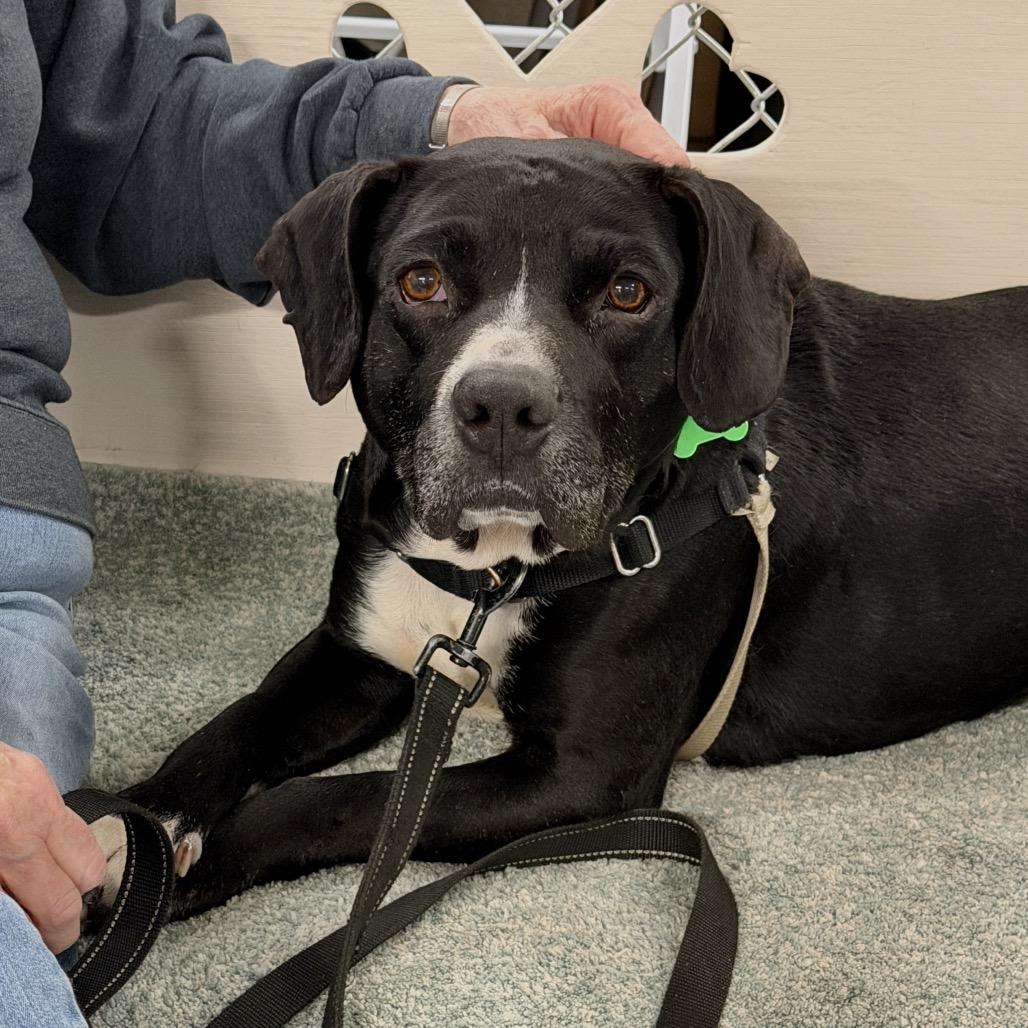 Enlarge Jonah, a Adoptable mixed breed in Middleburg Heights , OH image 3/6