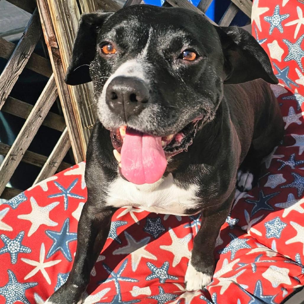 Jonah, a Adoptable mixed breed in Middleburg Heights , OH image 3/6