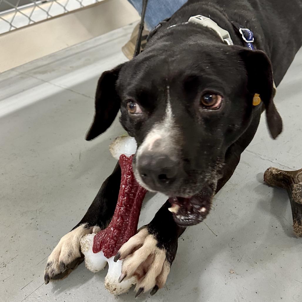 Enlarge Jonah, a Adoptable mixed breed in Middleburg Heights , OH image 3/6