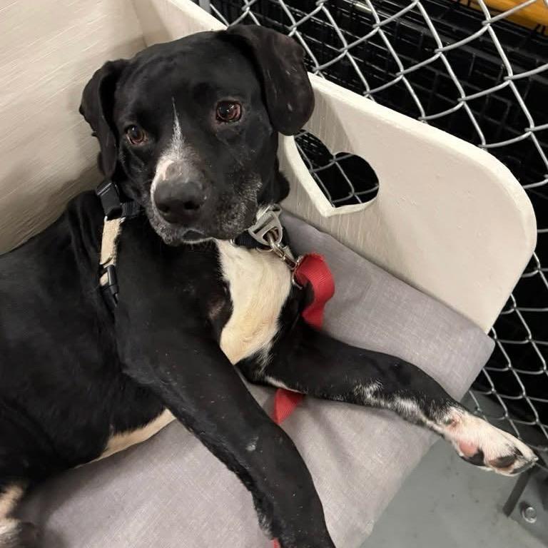 Enlarge Jonah, a Adoptable mixed breed in Middleburg Heights , OH image 4/6