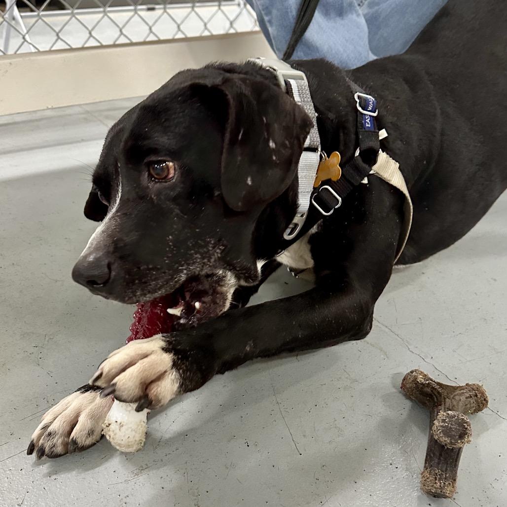 Enlarge Jonah, a Adoptable mixed breed in Middleburg Heights , OH image 5/6