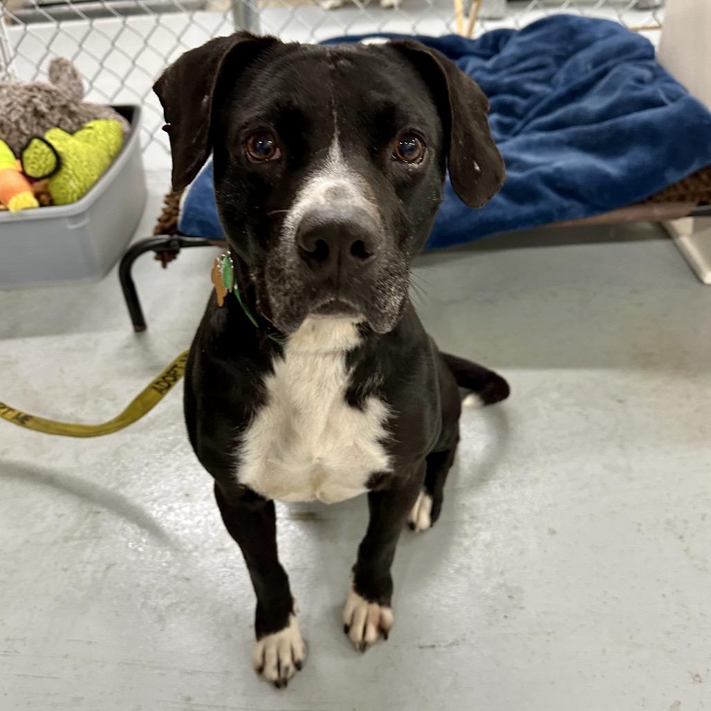 Enlarge Jonah, a Adoptable mixed breed in Middleburg Heights , OH image 6/6