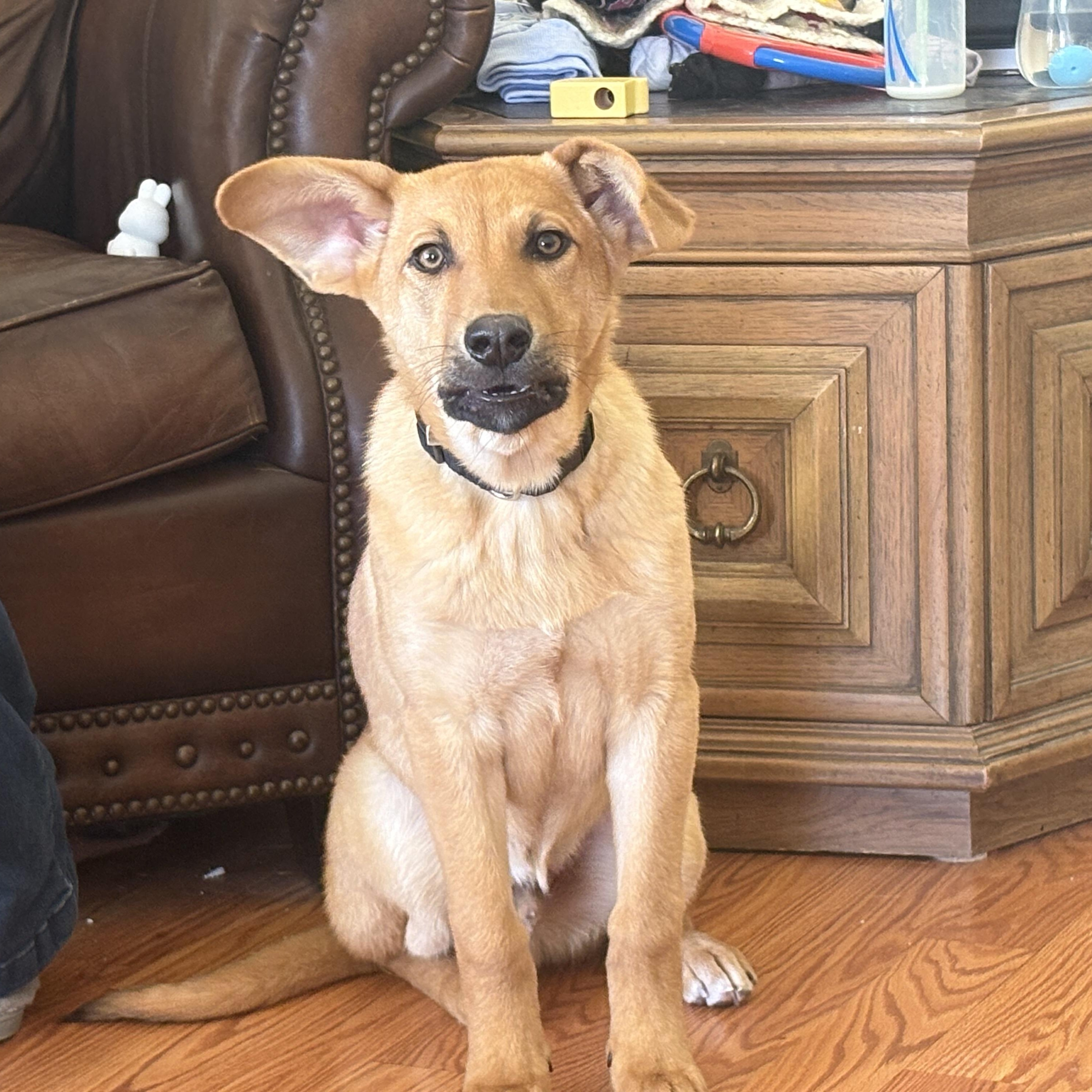 Enlarge Gus, a ADOPTABLE mixed breed in Colcord, OK image 3/5