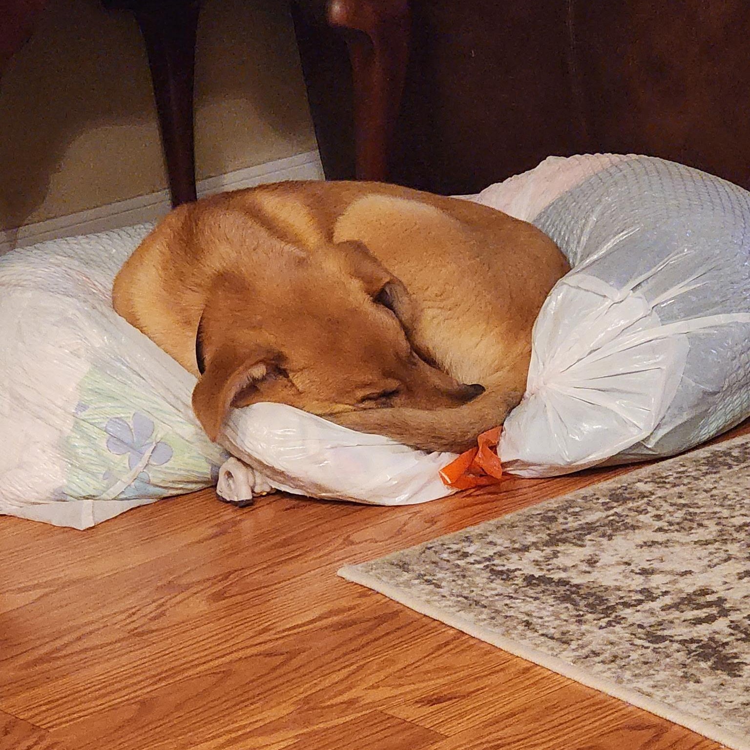 Enlarge Gus, a ADOPTABLE mixed breed in Colcord, OK image 4/5