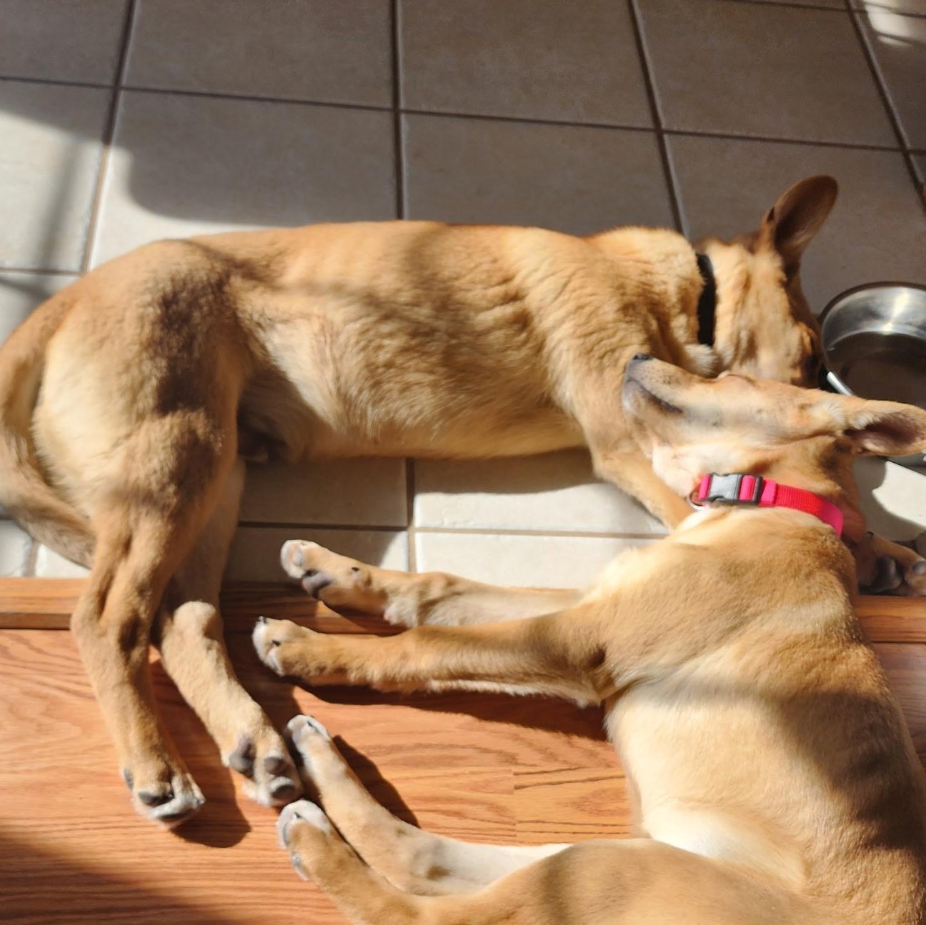 Enlarge Gus, a ADOPTABLE mixed breed in Colcord, OK image 5/5
