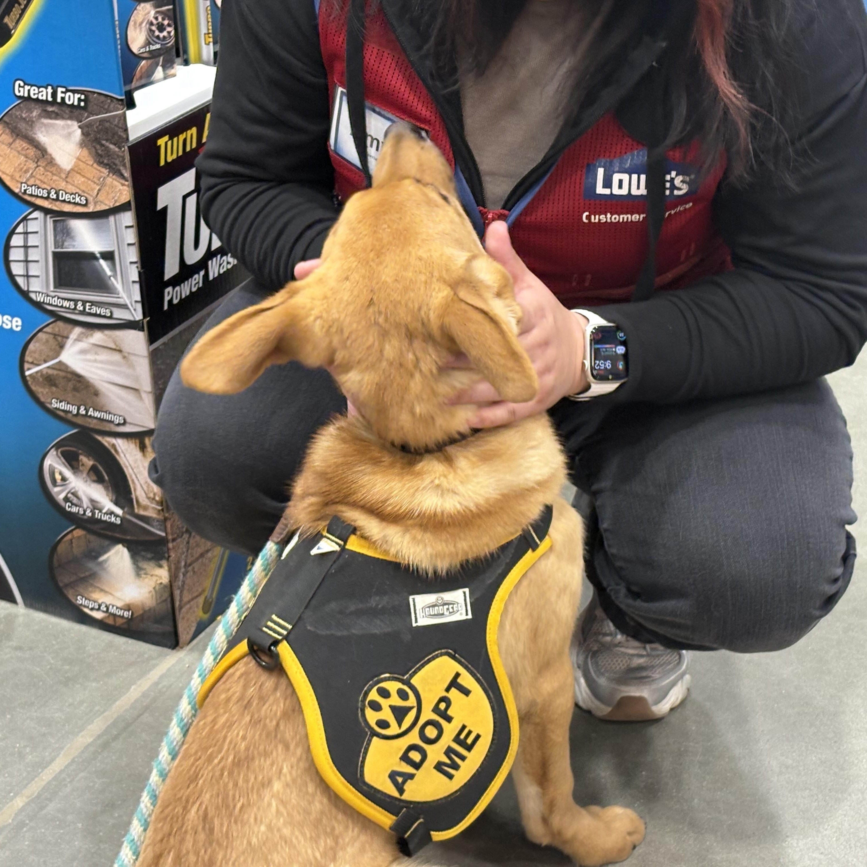 Enlarge Gus, a ADOPTABLE mixed breed in Colcord, OK image 2/5
