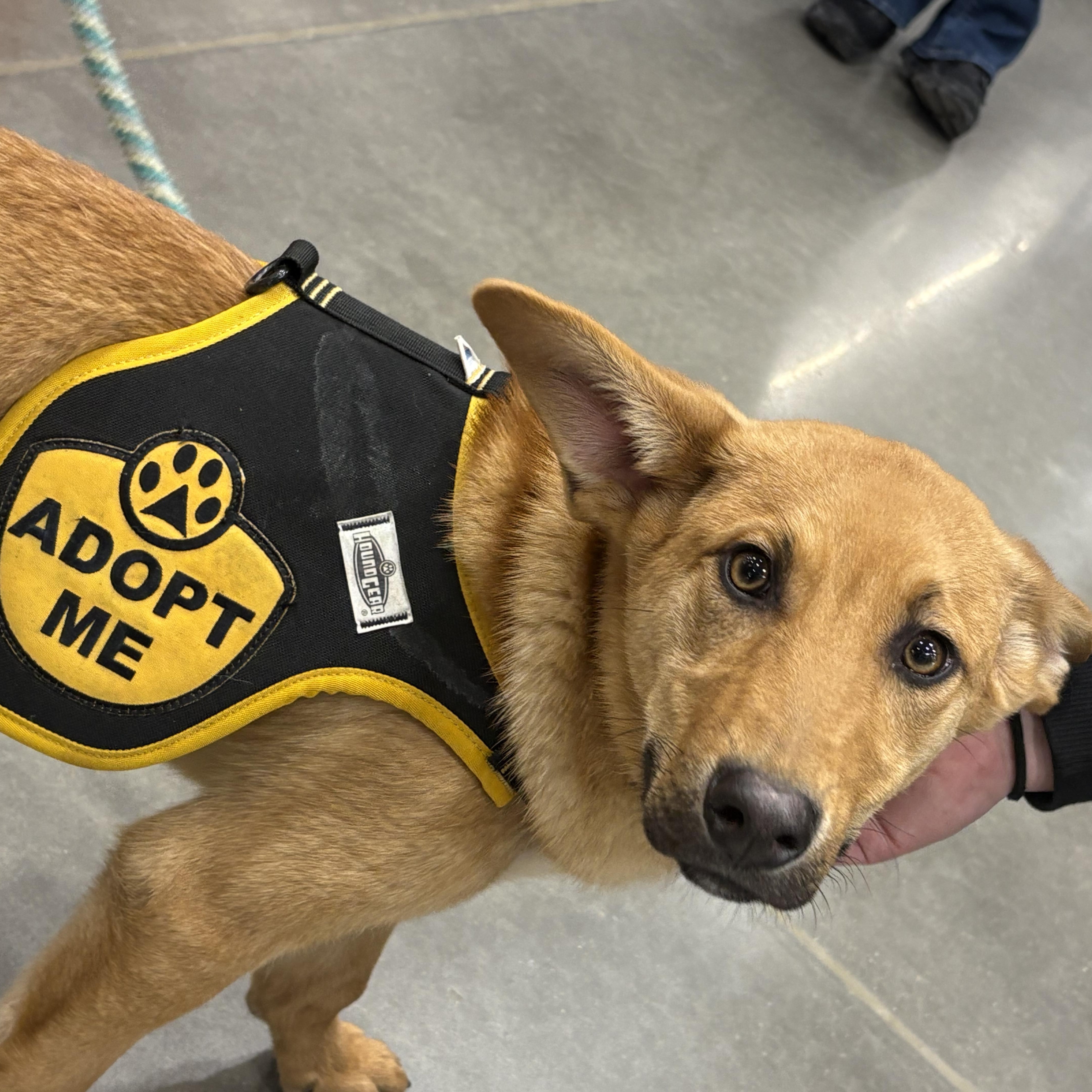 Enlarge Gus, a ADOPTABLE mixed breed in Colcord, OK image 1/5