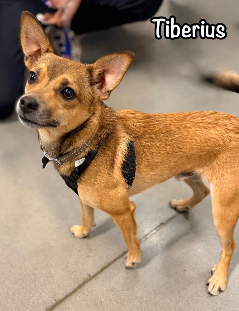 Tiberius, Adoptable, Adult Male Chihuahua.