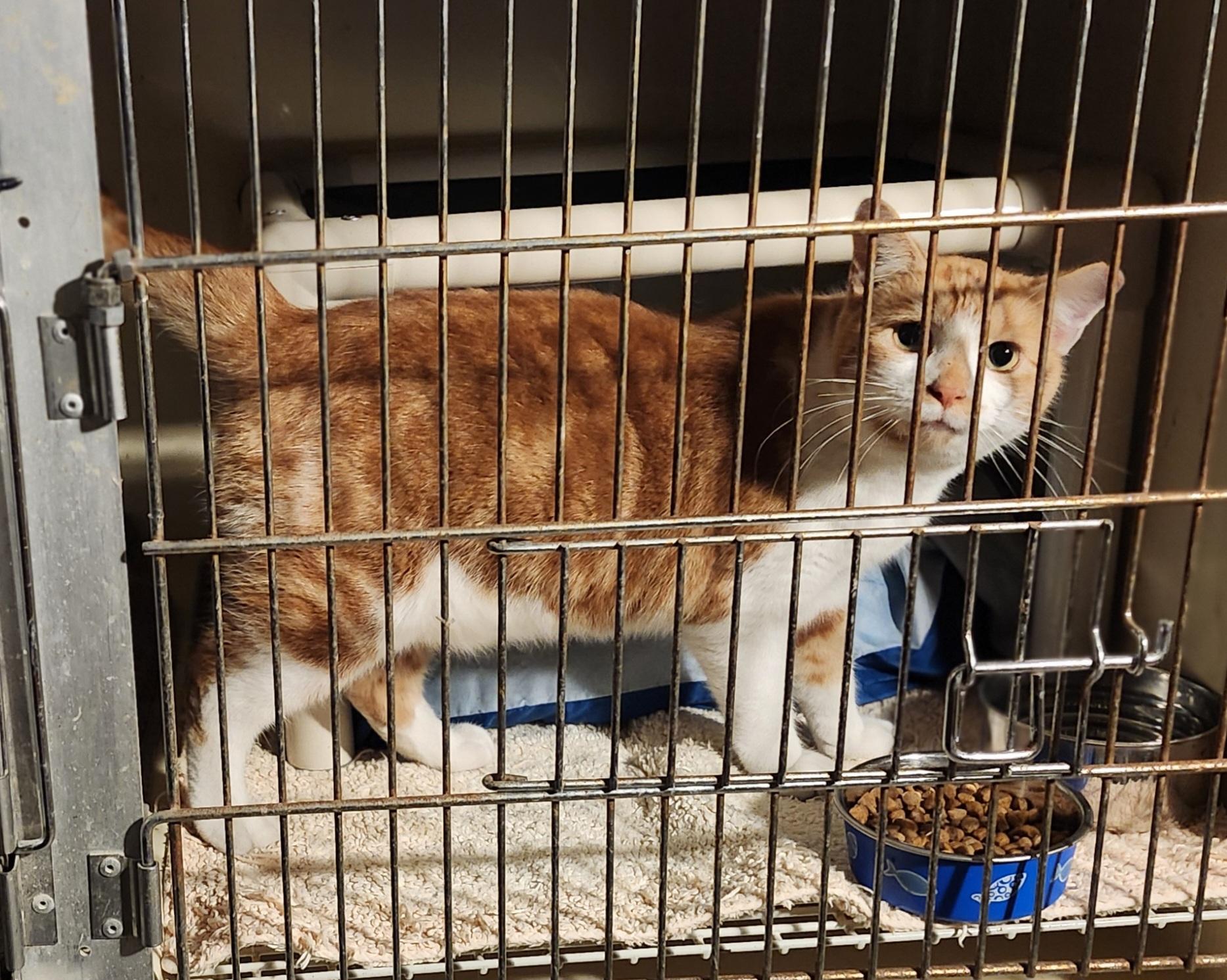 Enlarge 'LANE', a ADOPTABLE mixed breed in North East, MD image 3/5